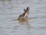 stilt sandpiper BRD5283.JPG