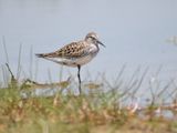 white-rumped sandpiper BRD5310.JPG