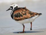 ruddy turnstone BRD5406.JPG