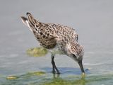 white-rumped sandpiper BRD5419.JPG