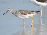 greater yellowlegs BRD5552.JPG