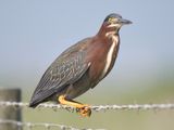 green heron BRD5584.JPG