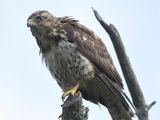 broad-winged hawk BRD5601.JPG