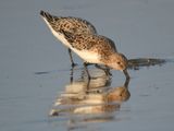 sanderling BRD5621.JPG