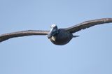 brown pelican BRD5644.JPG