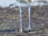 reddish egret BRD5669.JPG