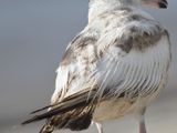 herring gull BRD5771.JPG