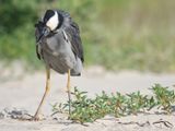 yellow-crowned night heron BRD5770.JPG