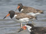 american oystercatcher BRD5806.JPG