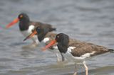 american oystercatcher BRD5831.JPG