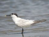 sandwich tern BRD5832.JPG