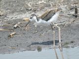 black-necked stilt BRD5855.JPG