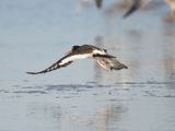 american oystercatcher BRD5902.JPG