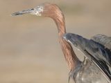 reddish egret BRD5878.JPG