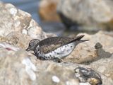 spotted sandpiper BRD5937.JPG