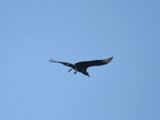 black vulture BRD6235.JPG