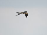 swallow-tailed kite BRD6252.JPG