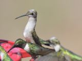 ruby-throated hummingbird BRD6338.JPG