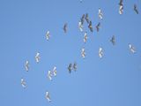 white ibis BRD6325.JPG