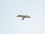 broad-winged hawk BRD6376.JPG