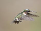 ruby-throated hummingbird BRD6544.JPG