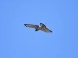 broad-winged hawk BRD6485.JPG