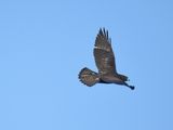 broad-winged hawk dark BRD7198.JPG