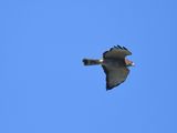 broad-winged hawk BRD7183.JPG