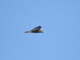 broad-winged hawk BRD7269.JPG