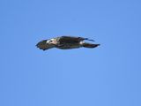 broad-winged hawk BRD7277.JPG
