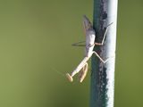 praying mantis BRD7392.JPG