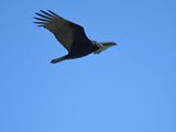 turkey vulture BRD7452.JPG