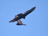 turkey vulture BRD8698.JPG