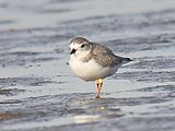 piping plover band BRD0335.JPG