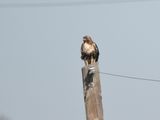 red-tailed hawk BRD0397.JPG