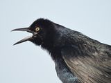 boat-tailed grackle BRD0473.JPG