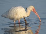 white ibis BRD0451.JPG