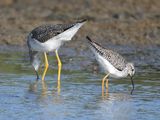 greater yellowlegs BRD0794.JPG