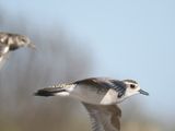 golden plover BRD0820.JPG