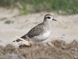 golden plover BRD0826.JPG