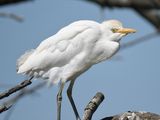 cattle egret BRD0968.JPG