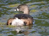 pied-billed grebe BRD0928.JPG