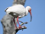 white ibis BRD0957.JPG