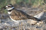 killdeer BRD1772.JPG