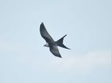 swallow-tailed kite BRD1782.JPG