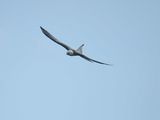 swallow-tailed kite BRD1783.JPG