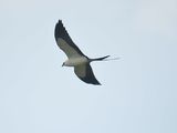 swallow-tailed kite BRD1787.JPG
