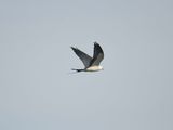 swallow-tailed kite BRD1794.JPG