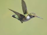 ruby-throated hummingbird BRD2210.JPG