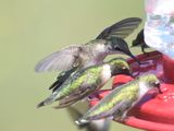 ruby-throated hummingbird BRD2247.JPG